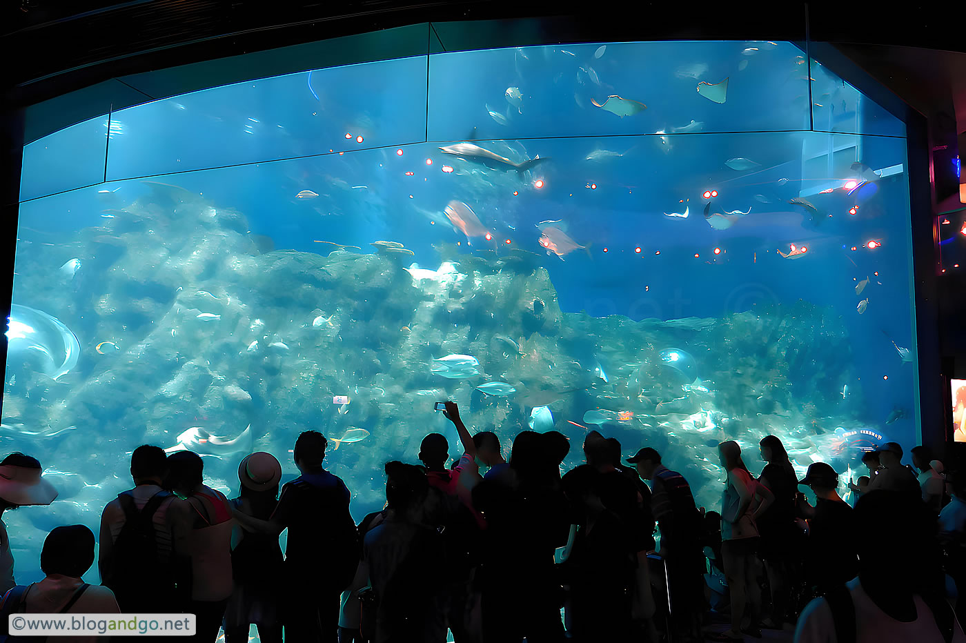 Ocean Park - Oceanarium